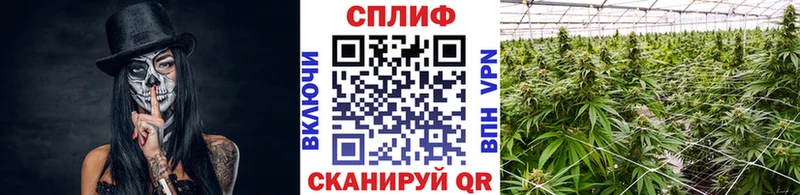Бошки марихуана семена Рудня